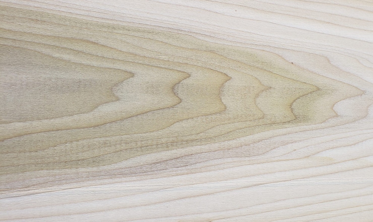 Poplar wood
